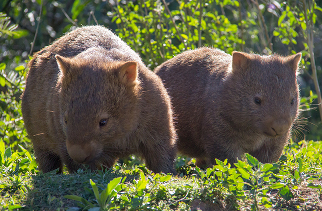 Впервые удалось заснять, как вомбаты спариваются на открытом воздухе
