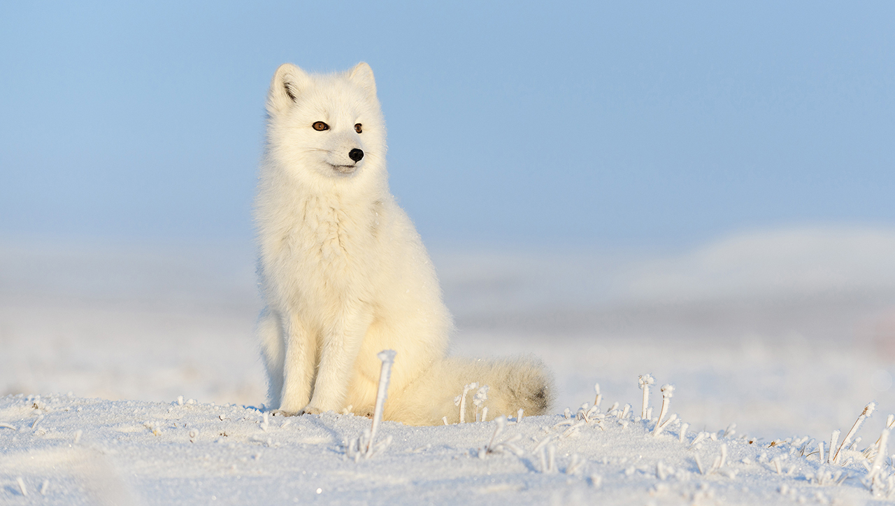 10 удивительных животных Арктики: как они выживают там, где это кажется невозможным