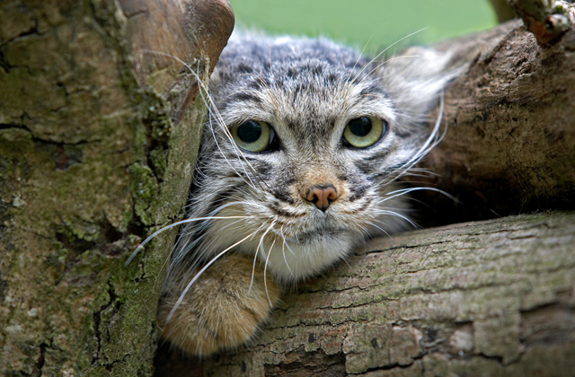 Какие животные занесены в Красную книгу России