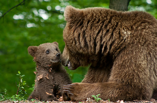 Мама-медведь перекидывает медвежонка через забор: забавное видео