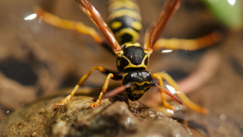 Биологи узнали, как выживают лягушки, поедающие шершней