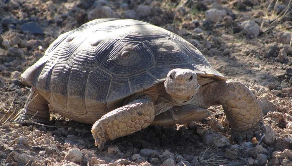 В пустыне Мохаве закрыли тысячи дорог ради спасения черепах