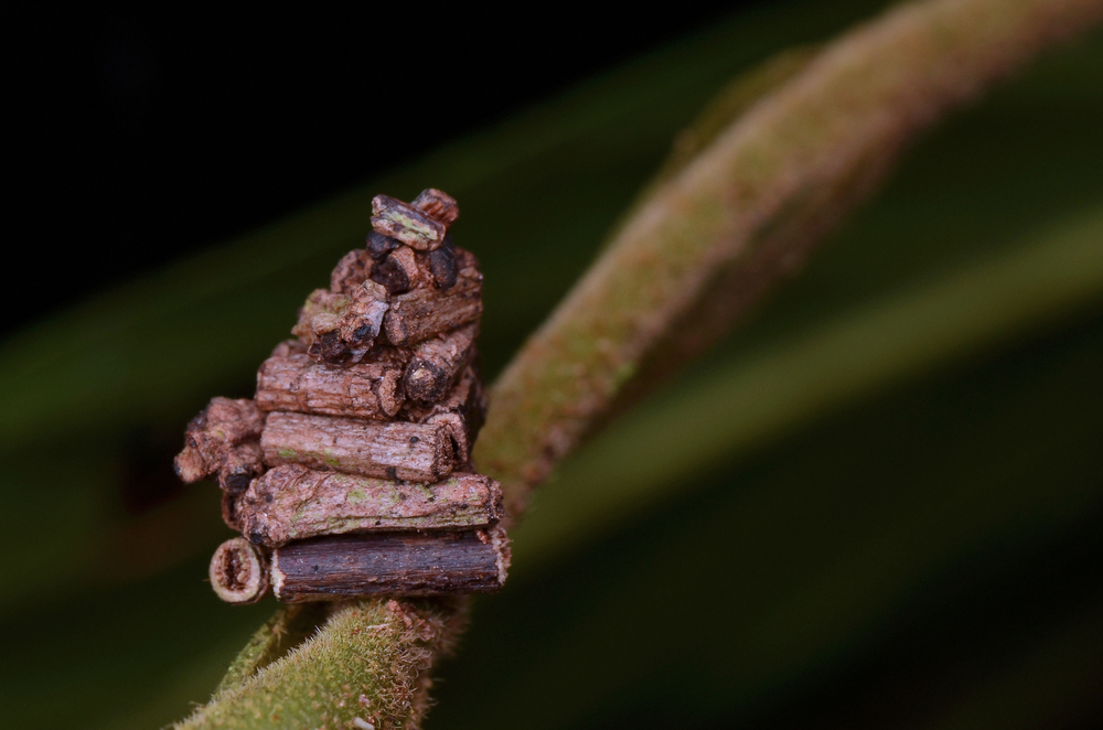 Не палочки корицы, не спичечный домик и не поделка на урок труда. А что тогда?