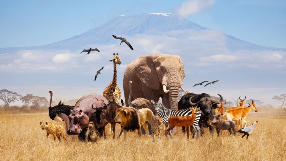 В рейтинге моногамных млекопитающих человек занял место между гиббонами и бобрами