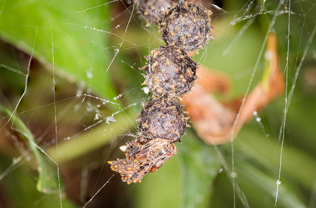 Вопрос: что это?