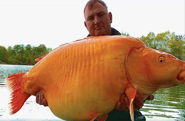 Самую большую золотую рыбку выловили в Британии
