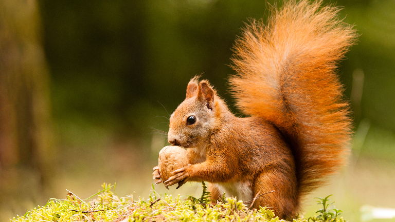 Зачем белке такой пушистый хвост