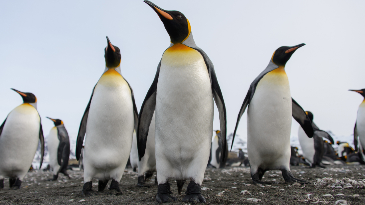 Императорский пингвин официально признан исчезающим видом