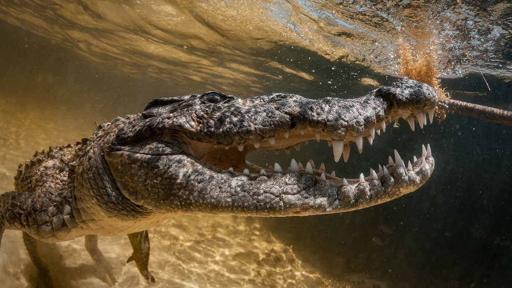 Крокодилы и змеи будут охранять границу в Индии