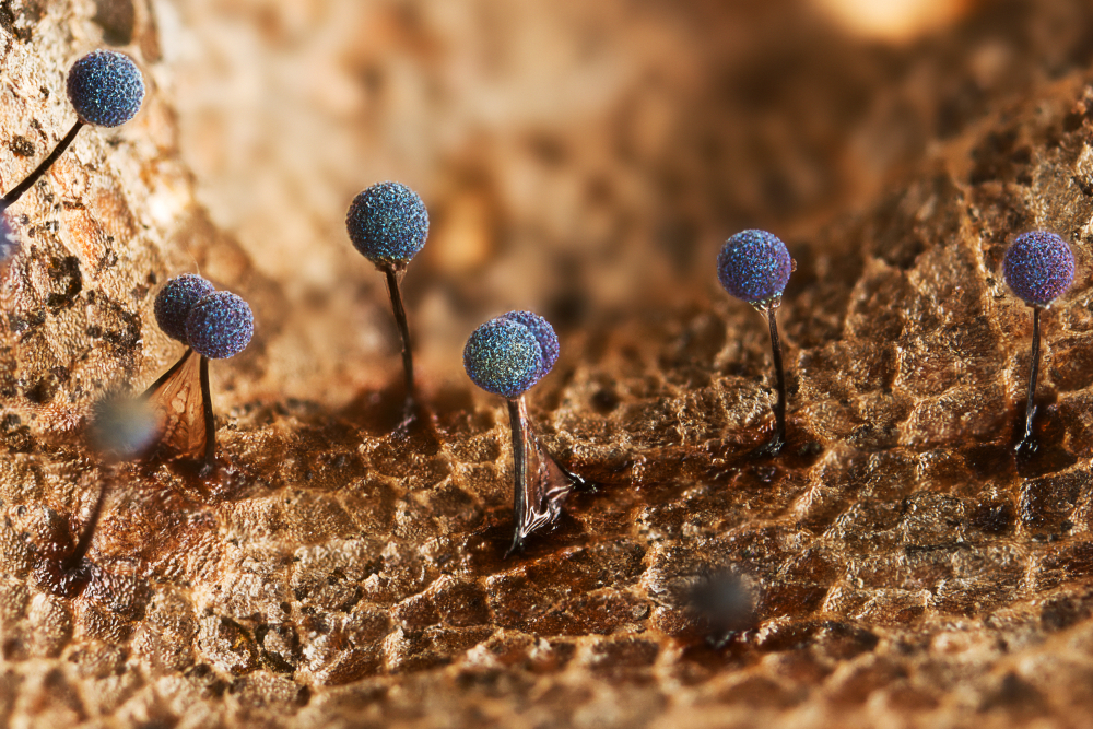 Марсианский пейзаж и дерущиеся змеи: выбраны лучшие научные фото 2023 года