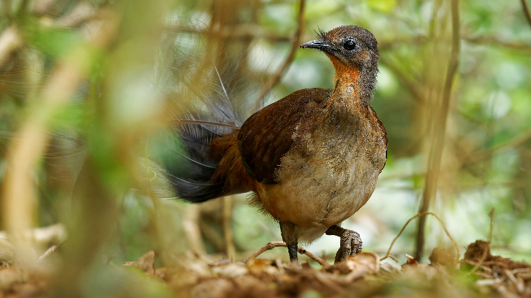 Правда ли, что лирохвосты могут красть песни у человека