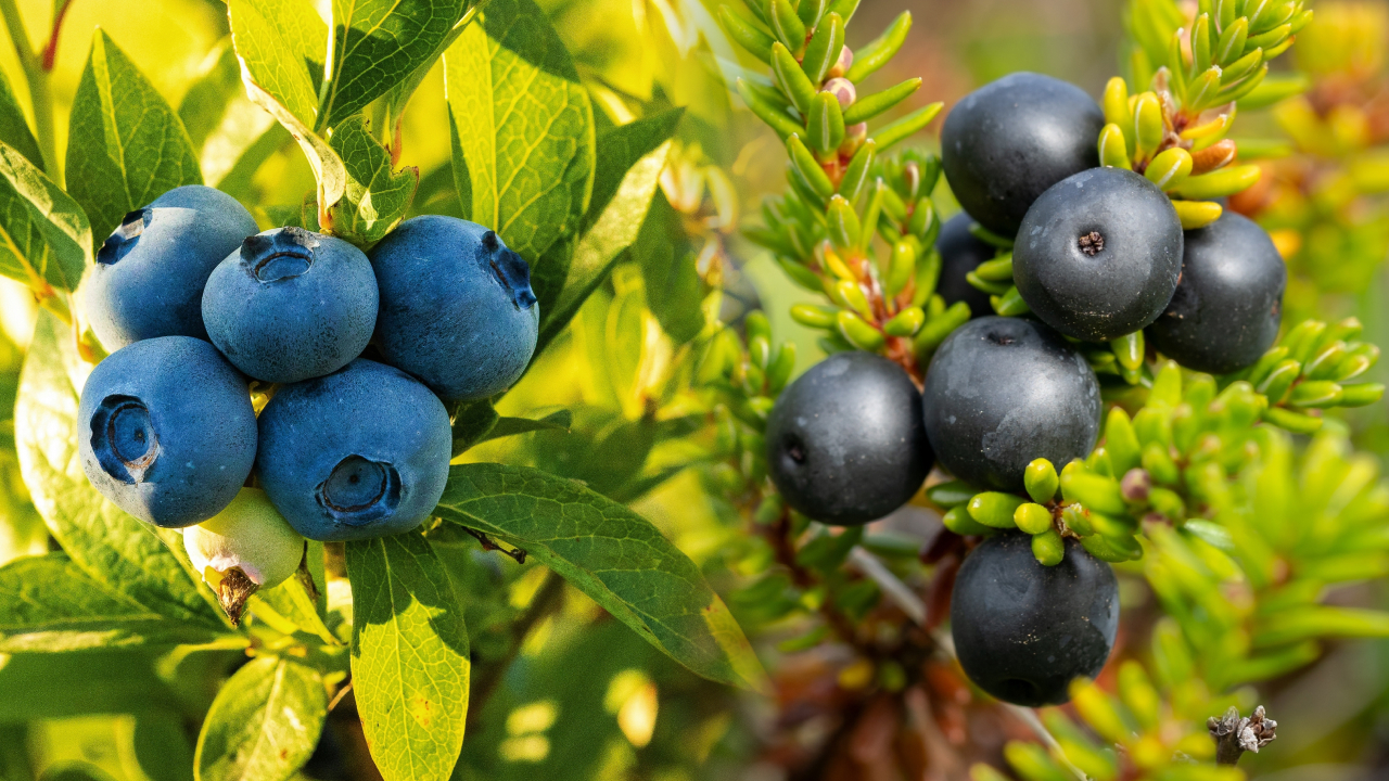 Черника стала исчезать на севере: ее заменяет вороника