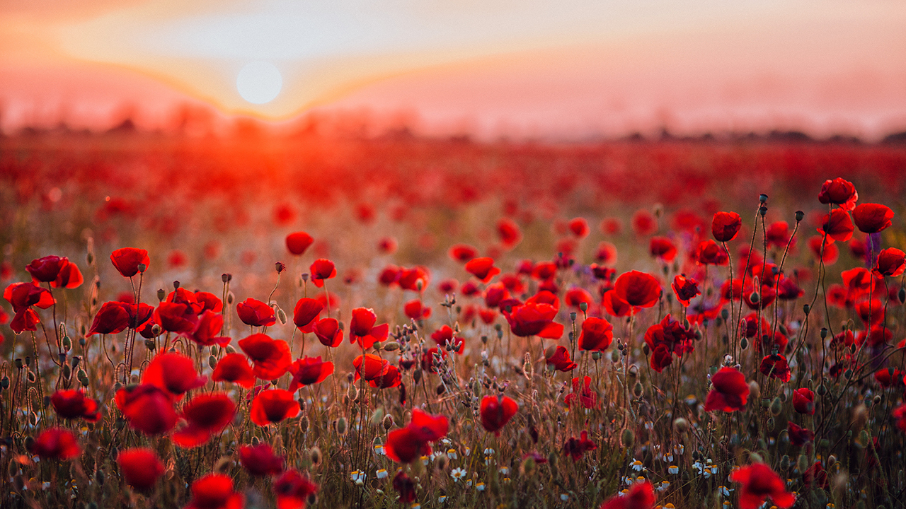 Где в России можно увидеть маковые поля