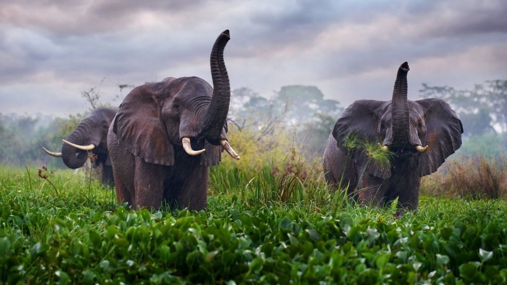 Какие звуки отпугивают слонов, выяснили ученые