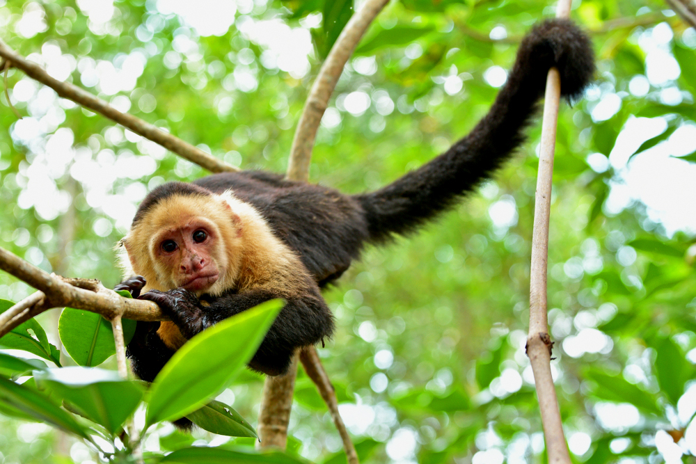 Чем интересны обезьяны-капуцины