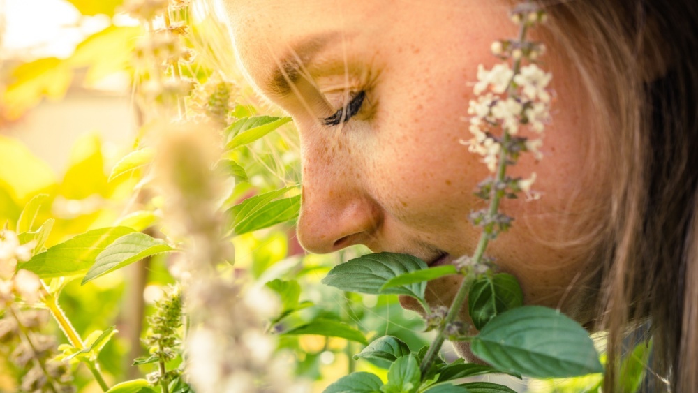 Составлена уникальная карта запахов со всего мира