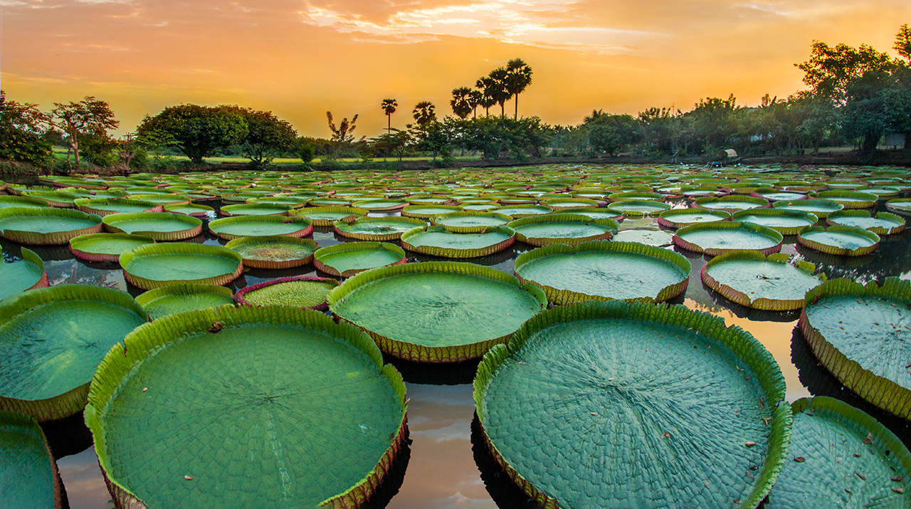 Самые большие растения в мире: топ-10