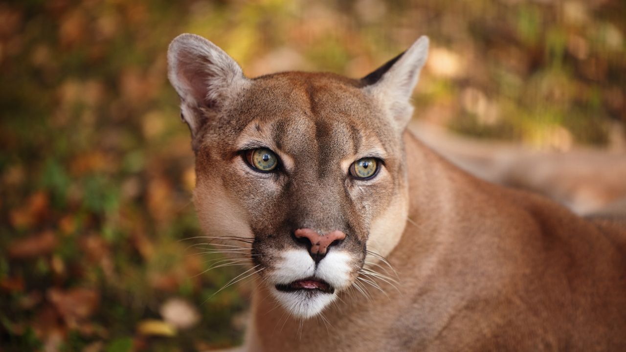 Пумы получили статус вымирающего вида — но жители Калифорнии против
