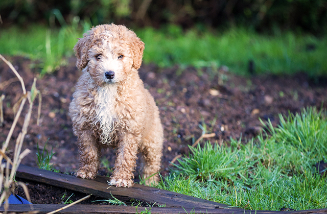 Глухого щенка научили языку жестов