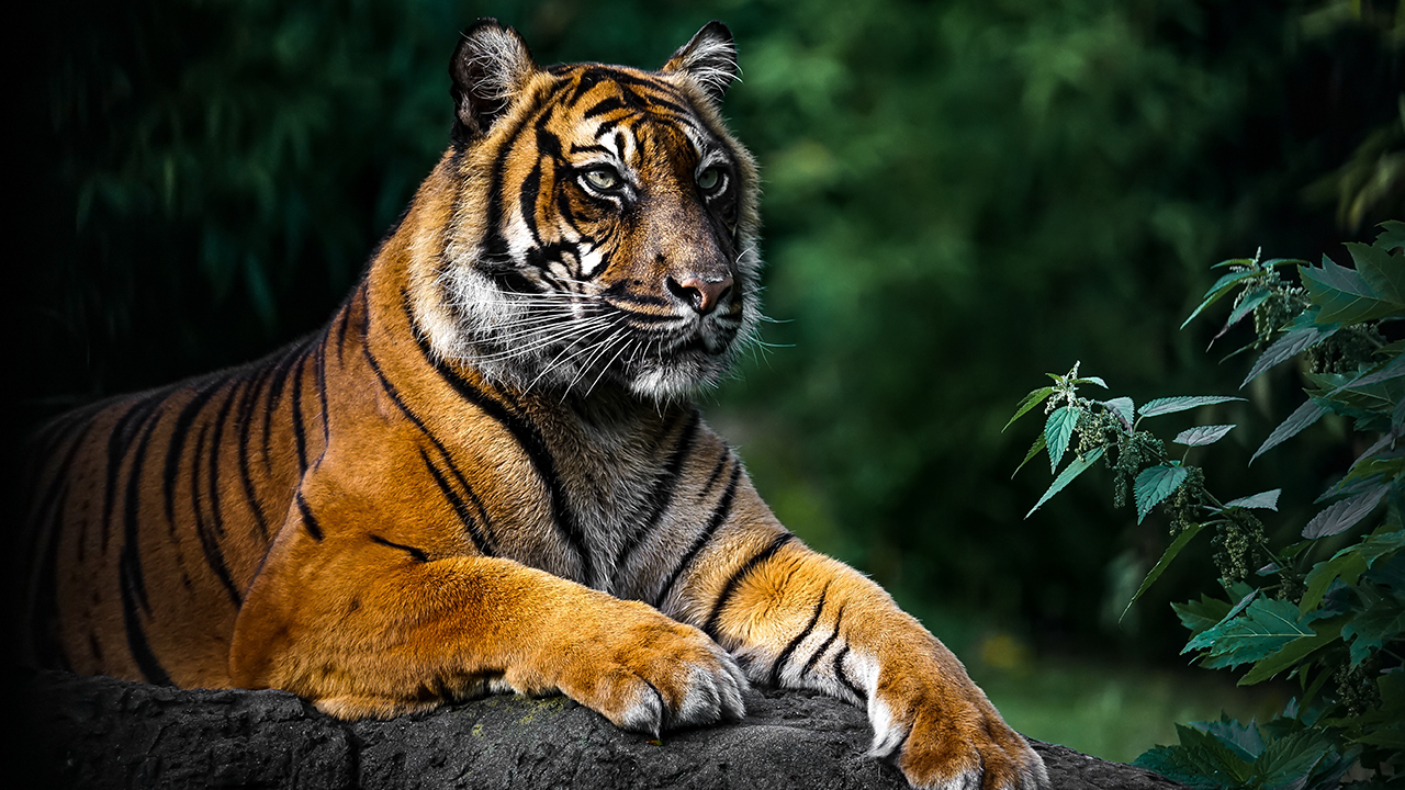 5 популярных мифов о тиграх