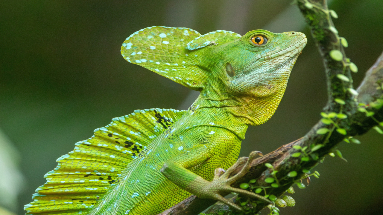 7 самых странных ящериц на планете