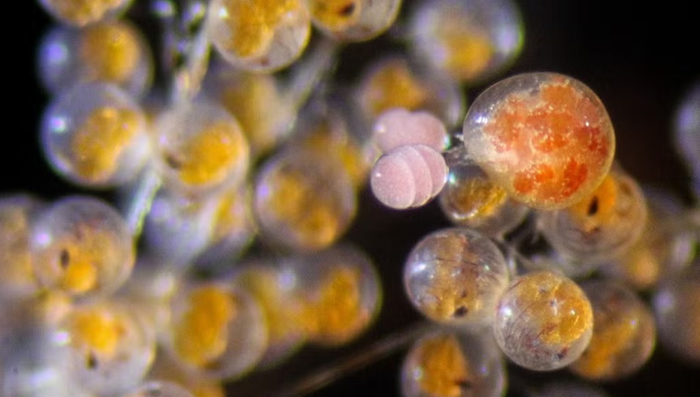 В США обнаружено существо, которое питается только икрой крабов