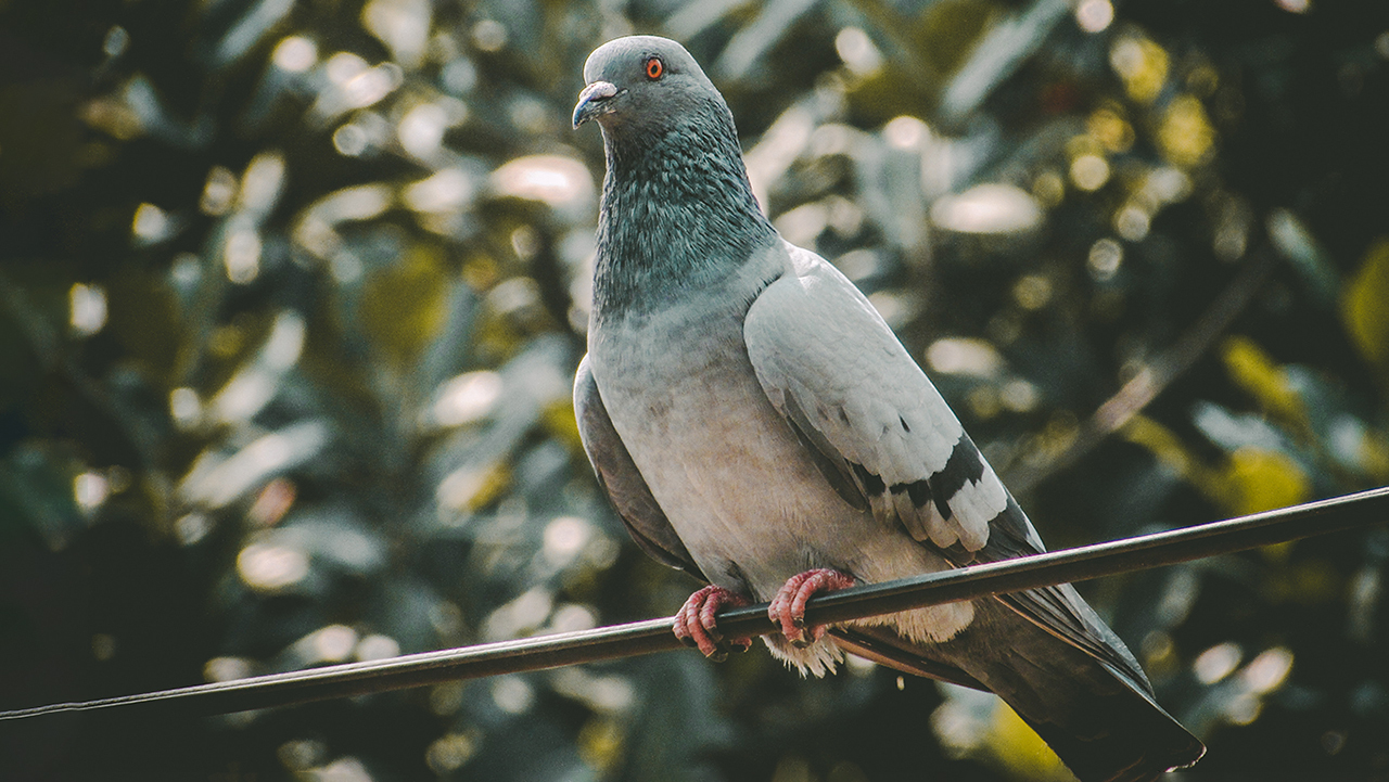 Почему птиц не убивает током, когда они сидят на проводах