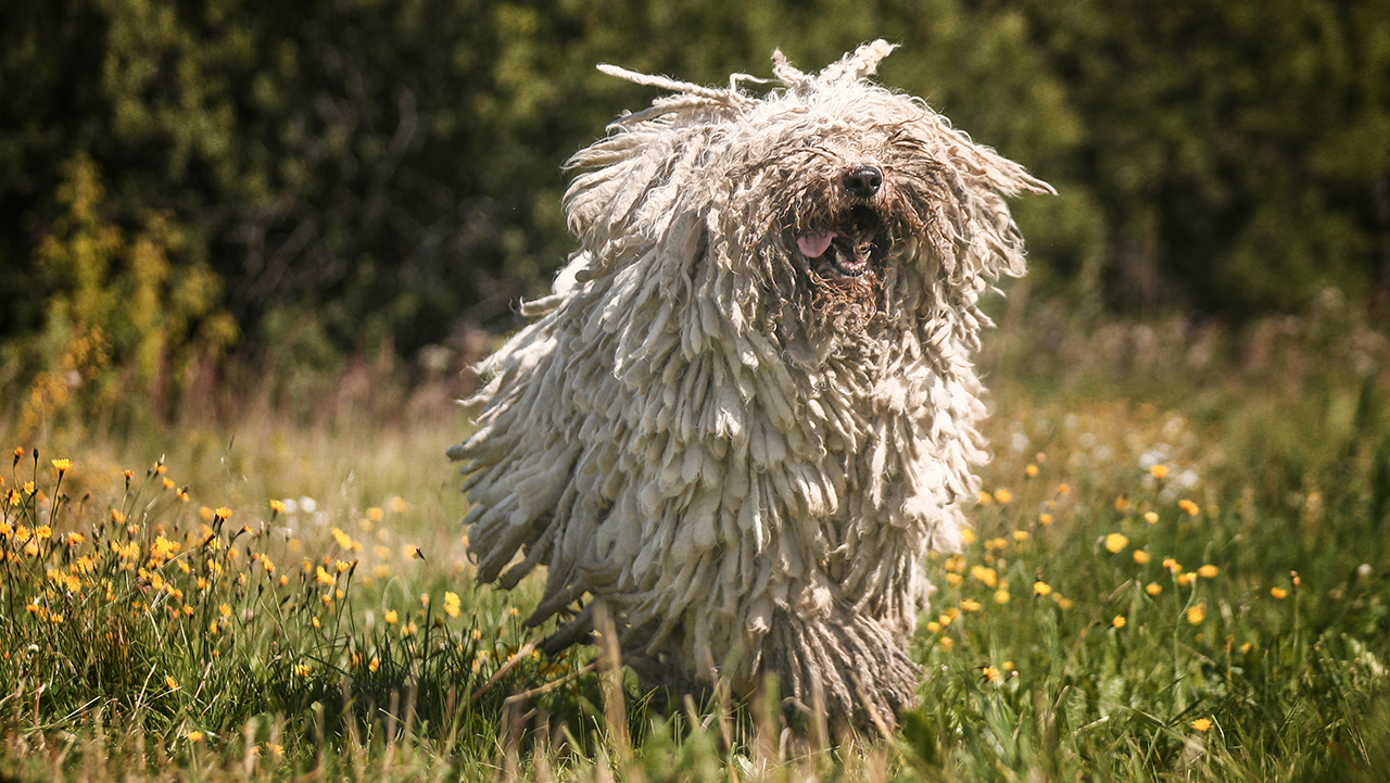Самые большие породы собак в мире