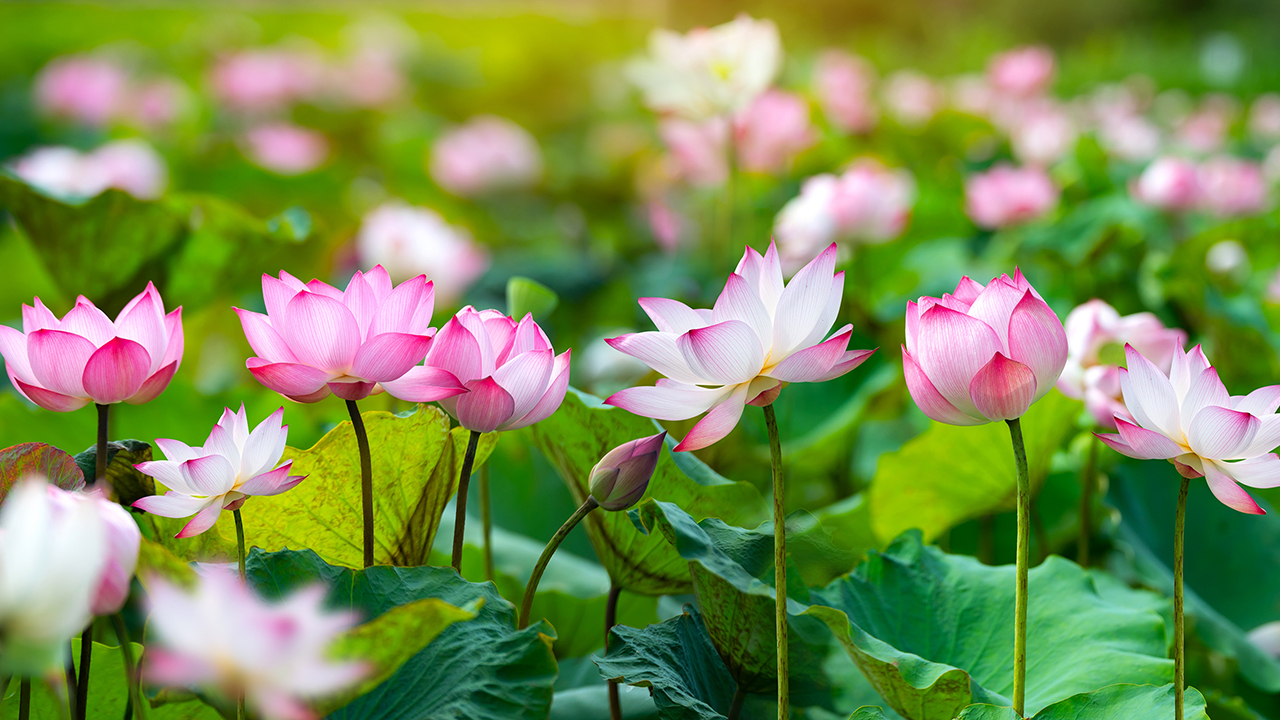 Где смотреть цветение лотосов в России: 5 мест