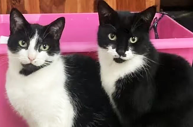 Невероятные кражи кошачьего дуэта: среди трофеев есть даже дизайнерские туфли и сумочки