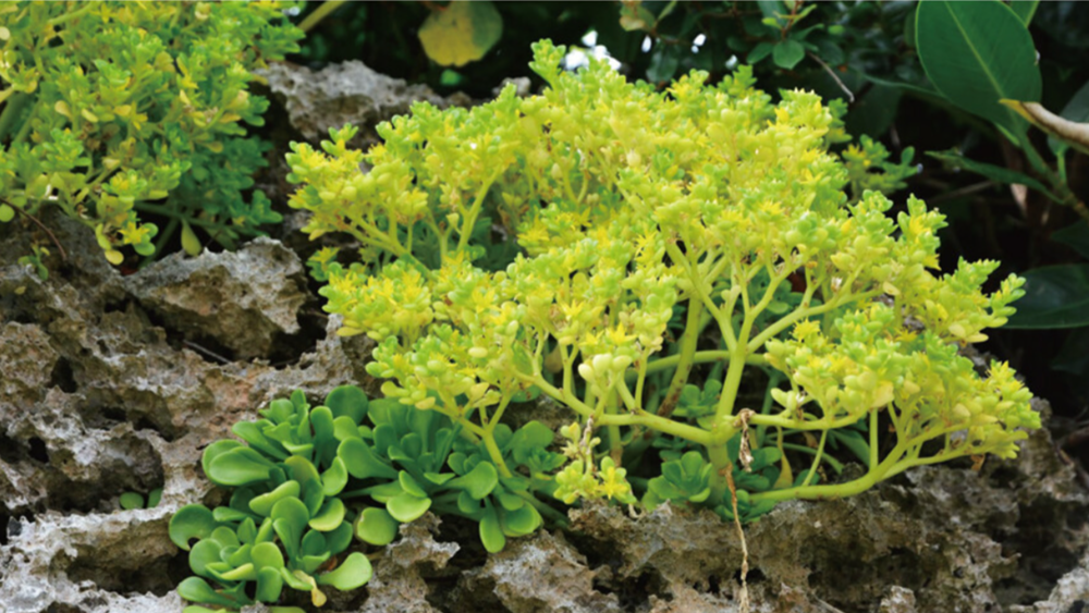 Суккулент в Японии мутировал в дикой природе