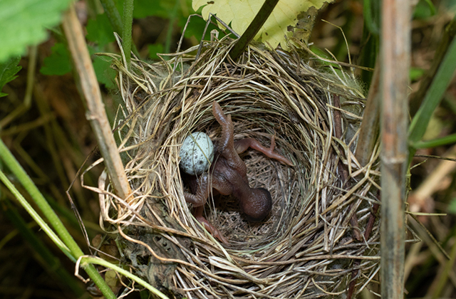 Птенец кукушки выталкивает яйцо