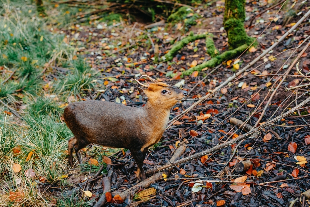 Южный пуду (Pudu pudu)