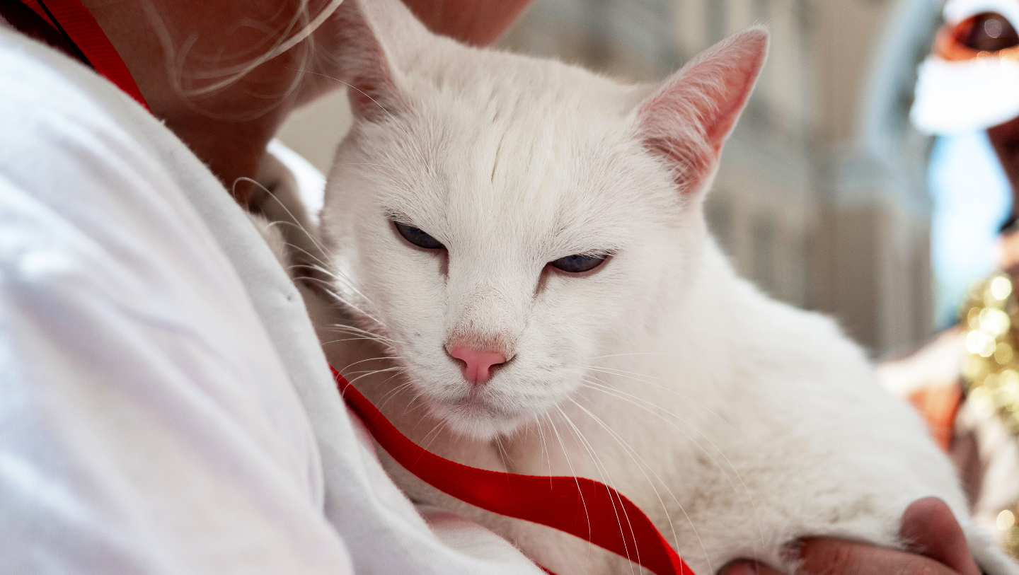 день эрмитажного кота