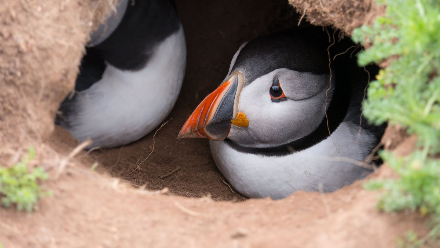 Птицы в гнезде-норке