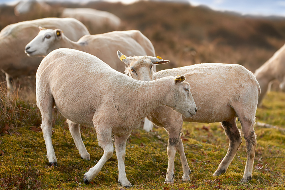 Не стоит стричь животных наголо, думая, что так им будет проще переносить жару. Это правило касается и овец, особенно с белым окрасом. В природе ничего не бывает зря