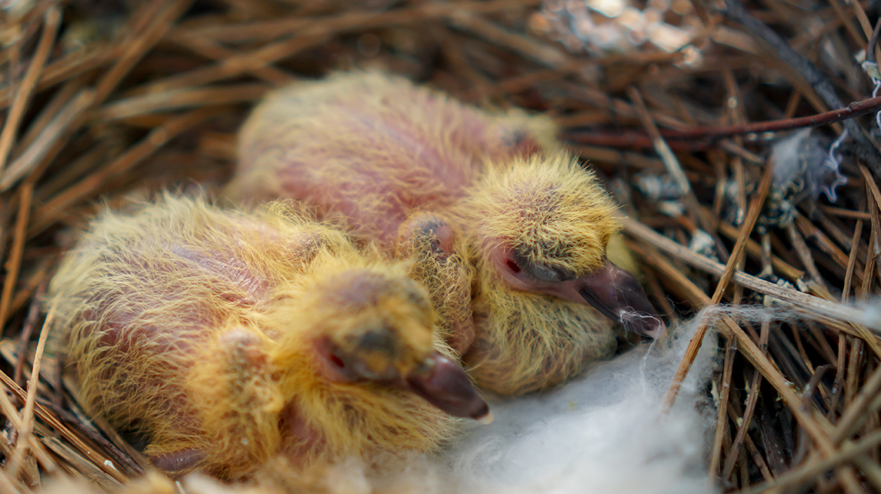 птенцы голубей