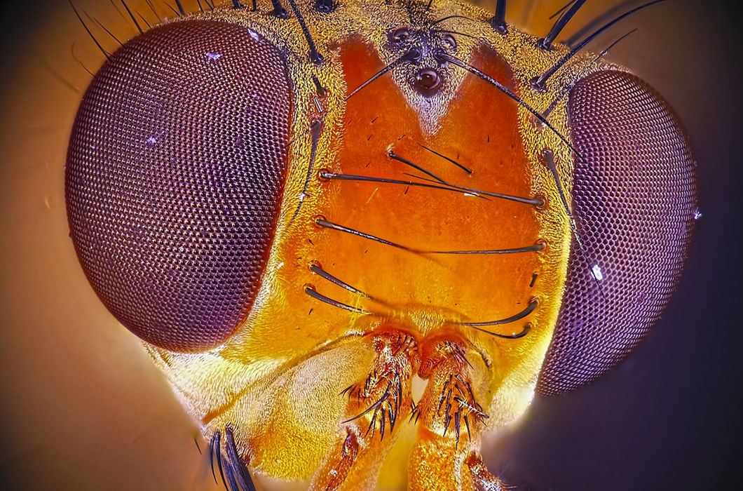 Портрет дрозофилы © Грибков Михаил