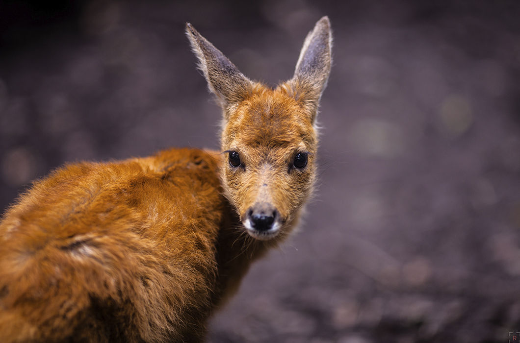 Новая жизнь. Сихотэ-Алинский заповедник, Приморский край. © Полина Щекина