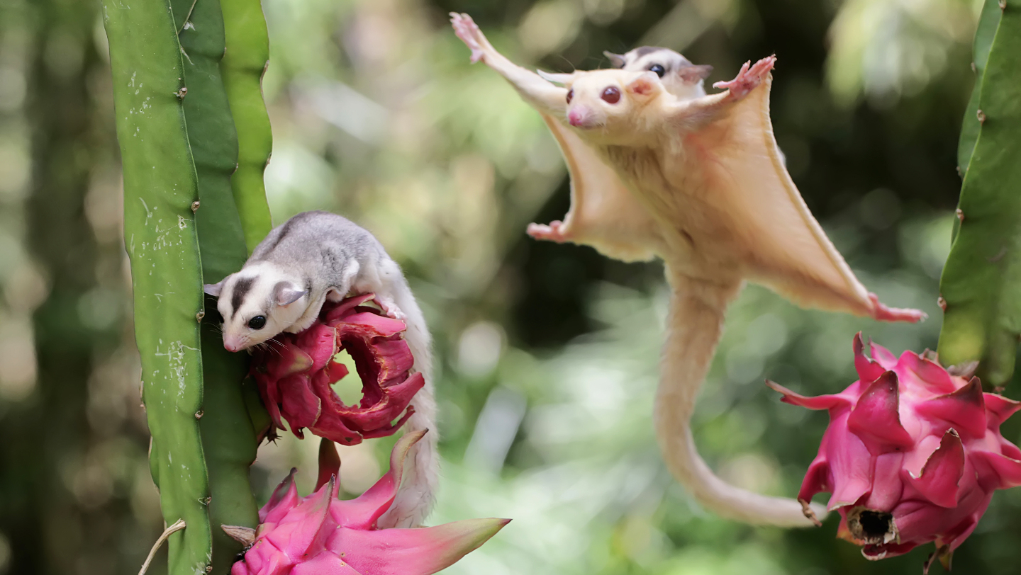 Сахарный поссум