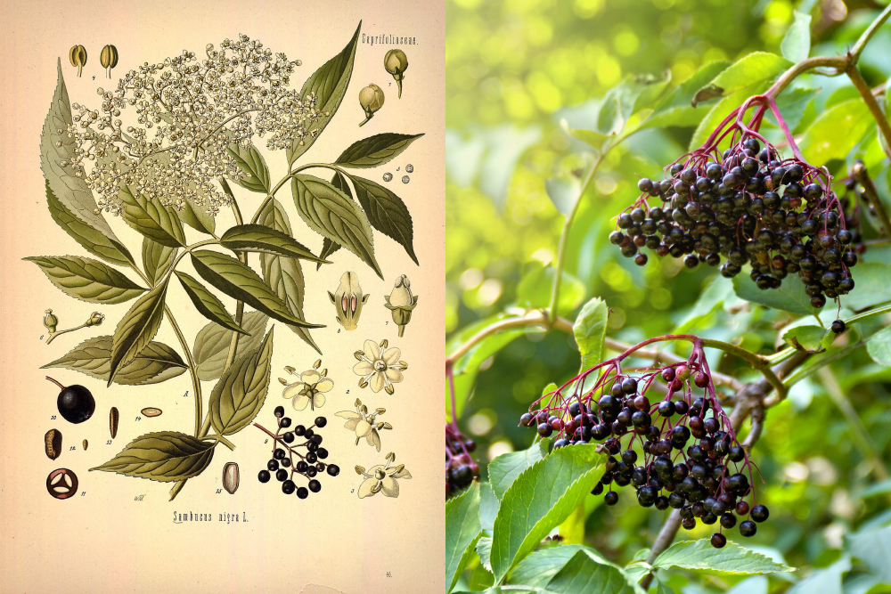 Бузина черная