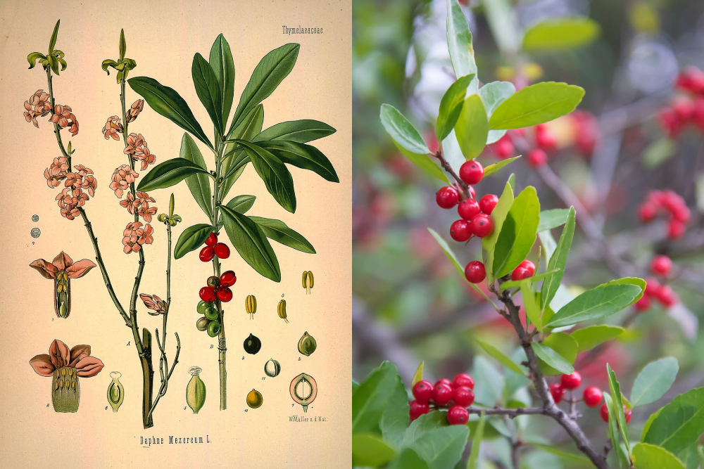 Волчеягодник