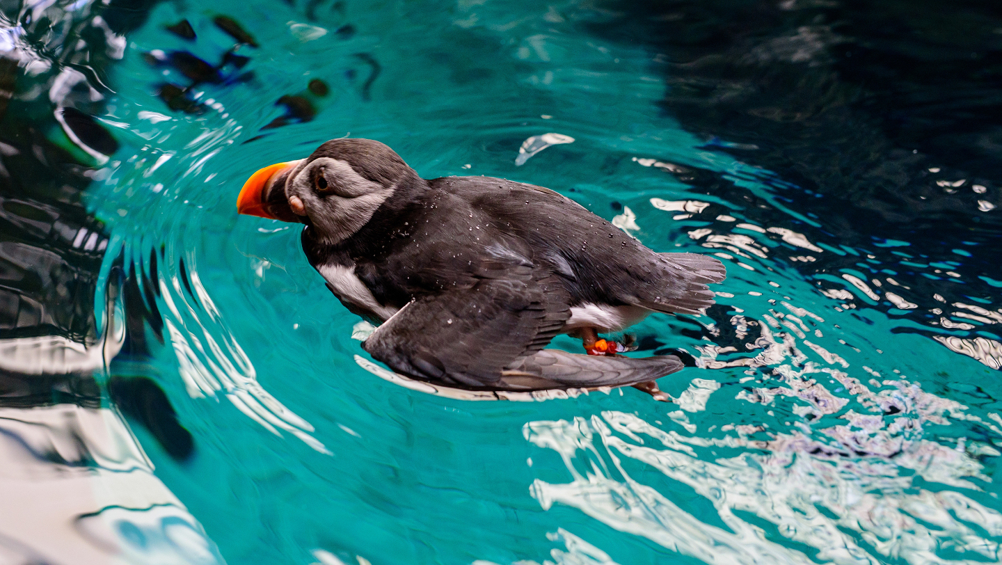 Тупики прекрасно плавают