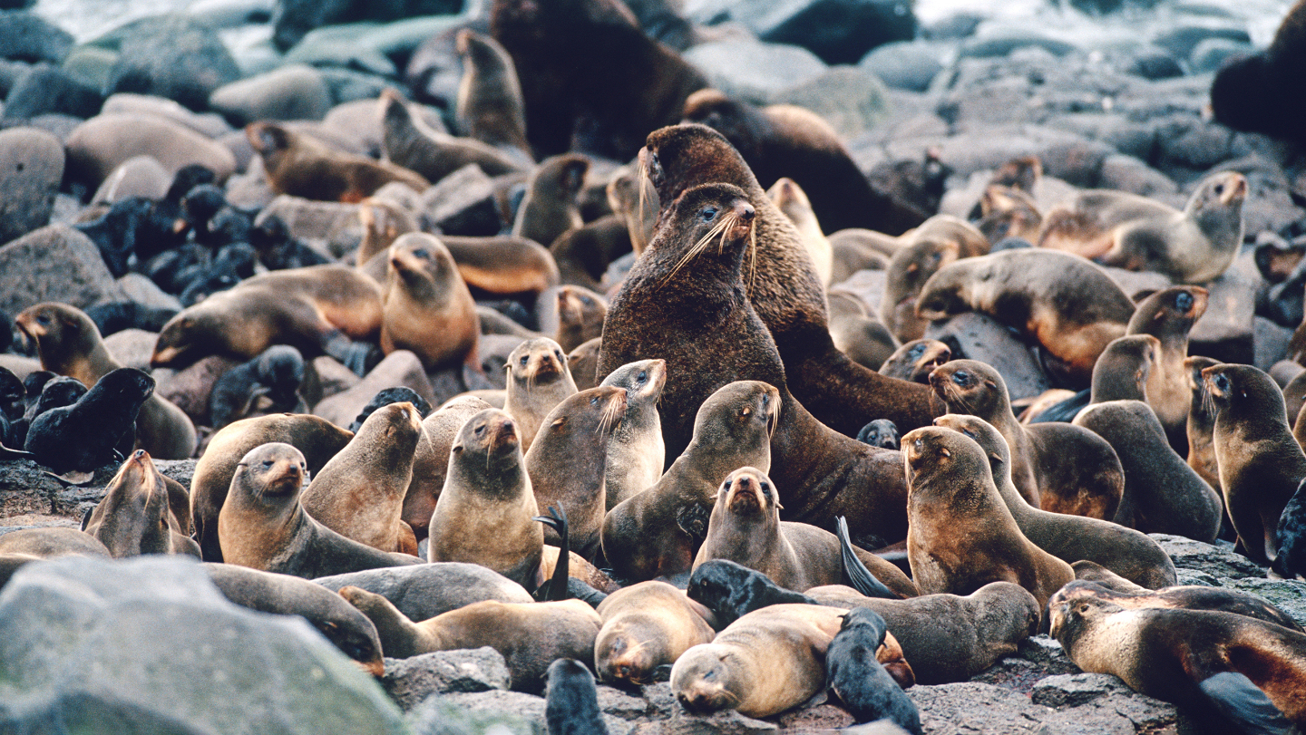 Северный морской котик