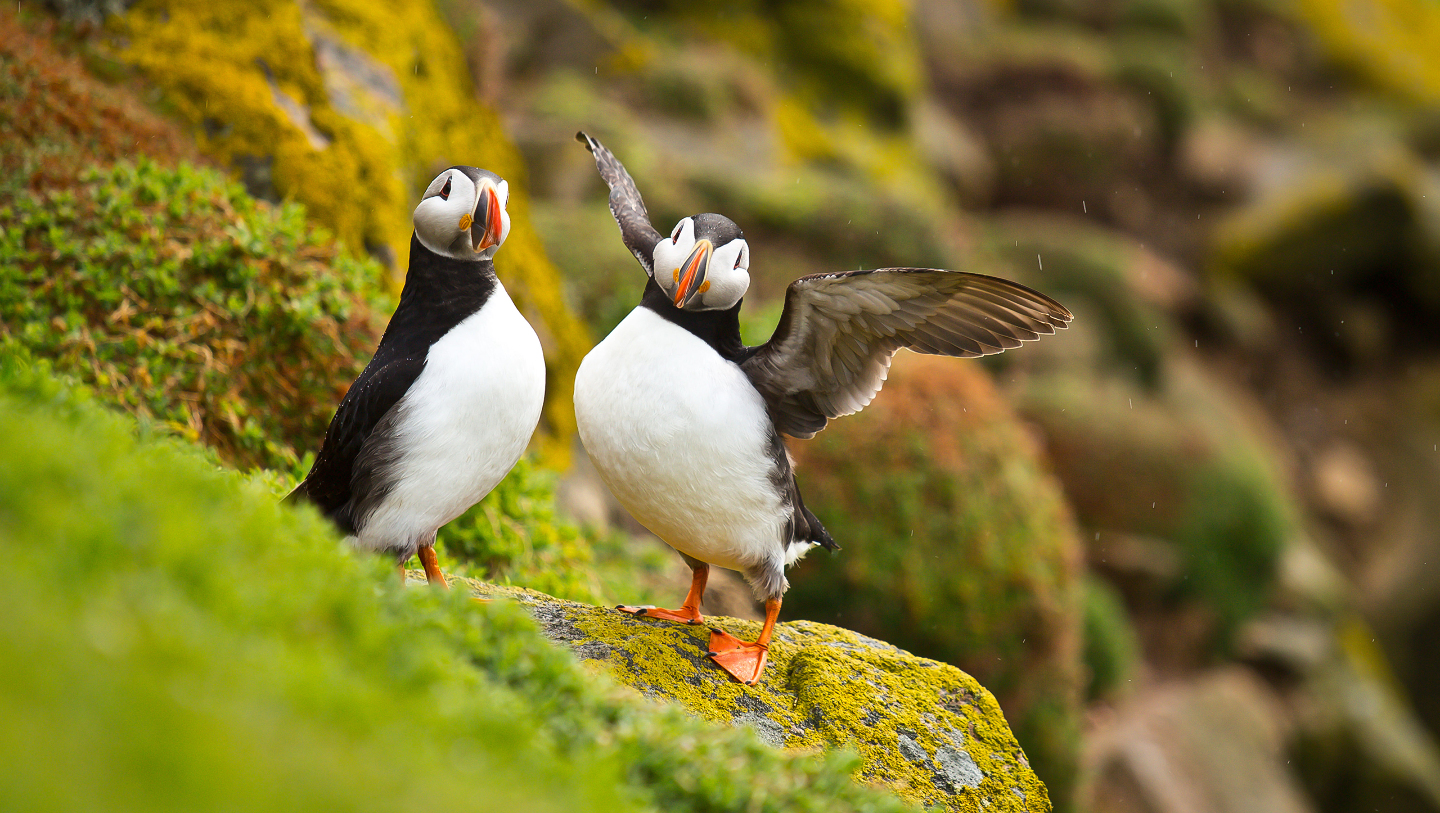 От тех же пингвинов эти птицы отличаются тем, что умеют быстро летать