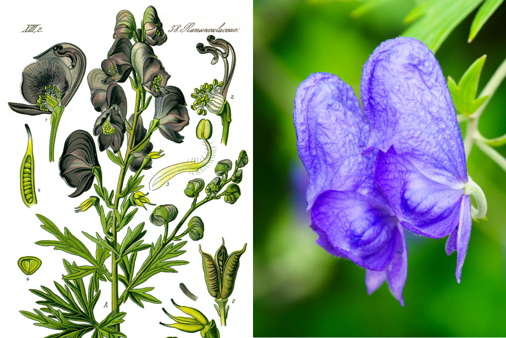 Аконит, или борец