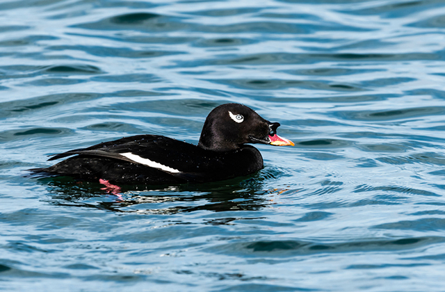 Черный турпан
