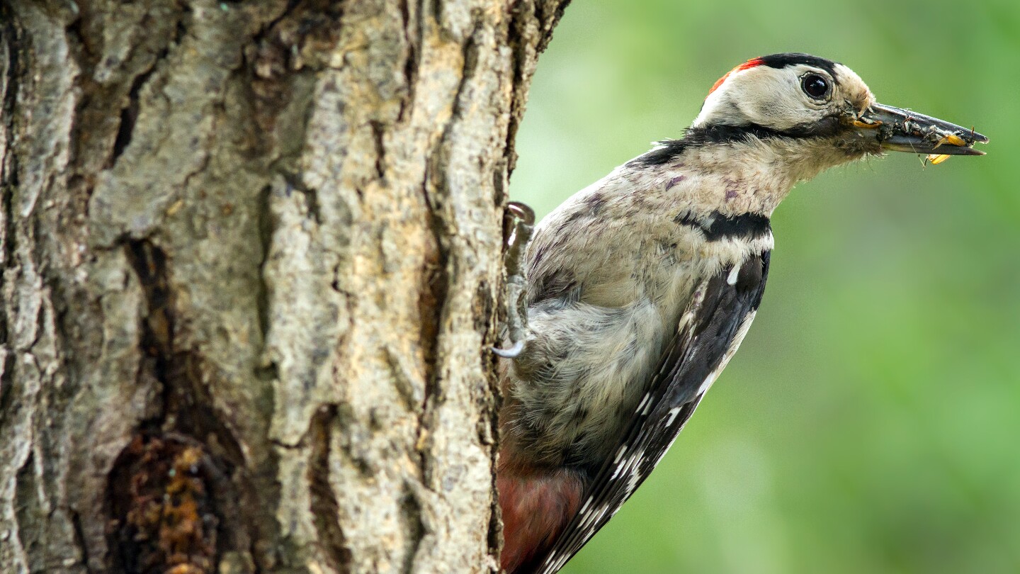 Бывает, что дятел крошит уже сухое дерево. Тогда ему требуется совершить не менее 10 000–12 000 ударов, чтобы наесться