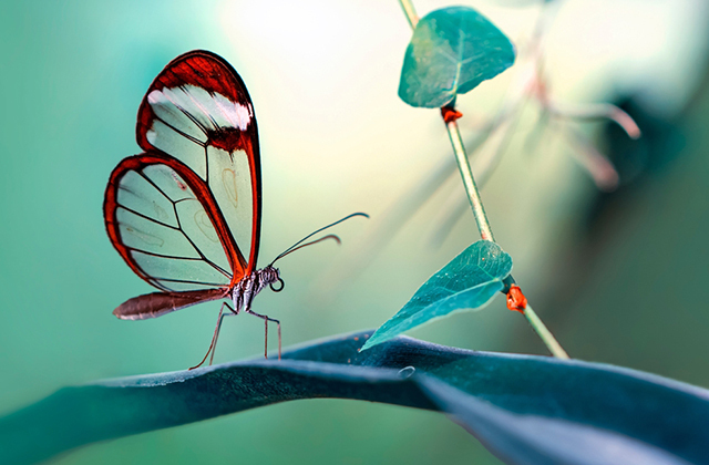 рисунок на крыльях бабочек