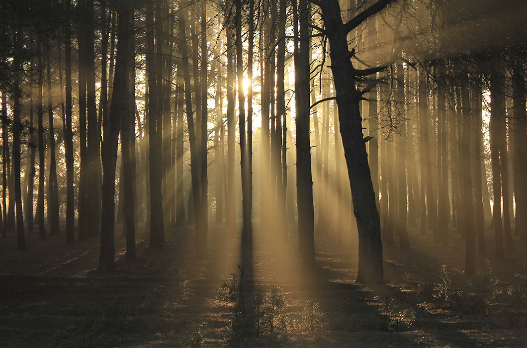 В утренних лучах. Владимирская область. © Валерий Андрушко